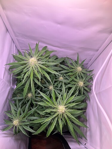 Growreport Bild 25