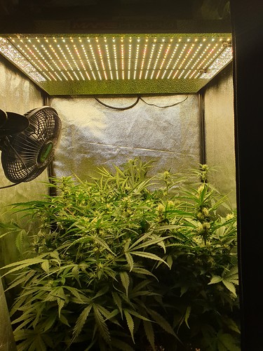 Growreport Bild 6