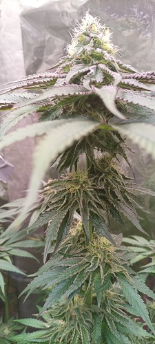 Growreport Bild 11
