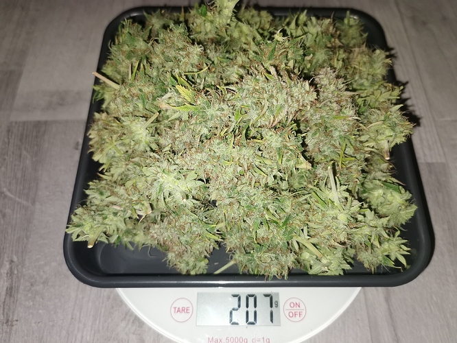 Growreport Bild 4