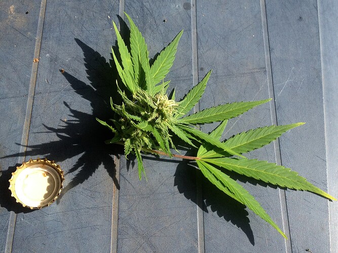 Growreport Bild 26