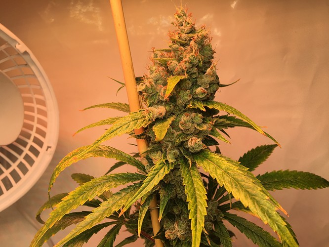 Growreport Bild 6