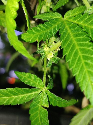 Growreport Bild 1