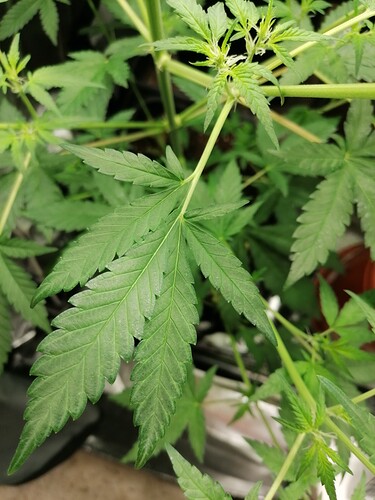 Growreport Bild 13
