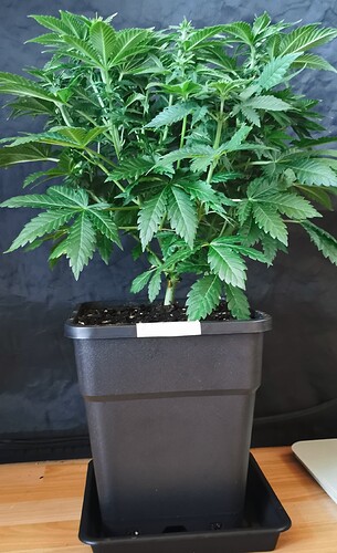 Growreport Bild 24