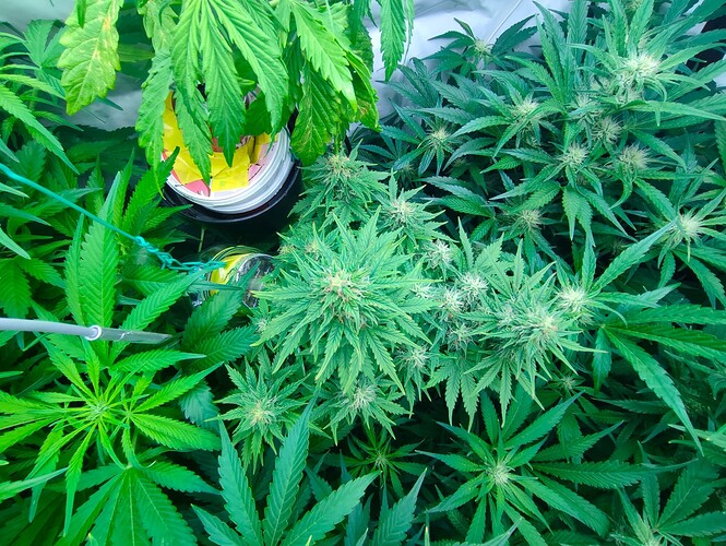Growreport Bild 39