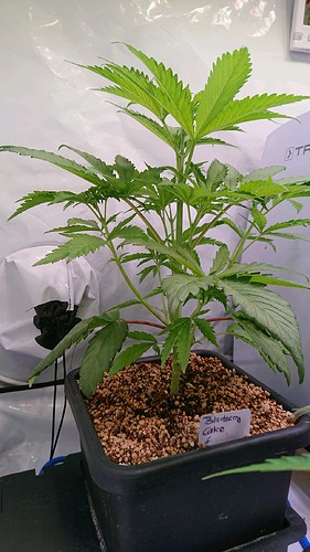 obscura1613302639070