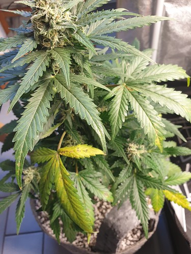 Growreport Bild 2