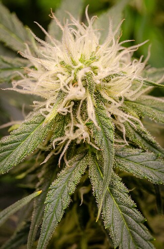 Growreport Bild 3