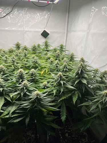 Growreport Bild 3