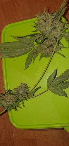 Growreport Bild 13