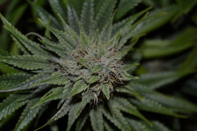 Growreport Bild 5