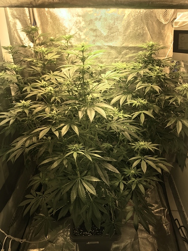Growreport Bild 2