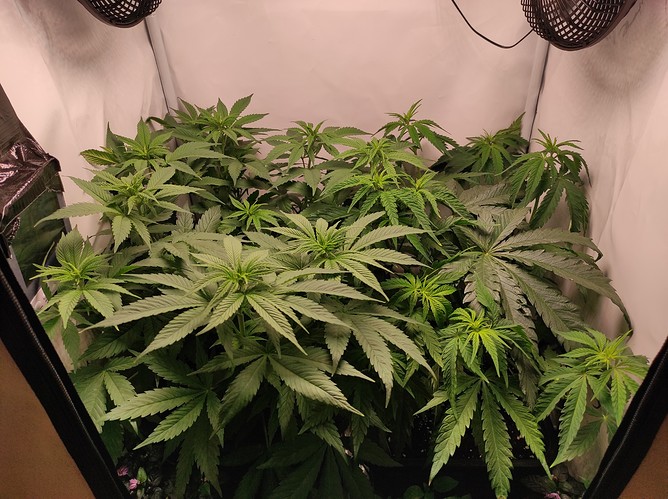 Growreport Bild 3