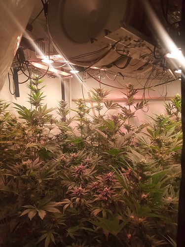 Growreport Bild 16