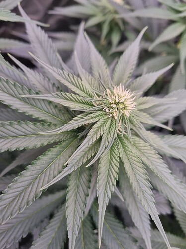 Growreport Bild 19