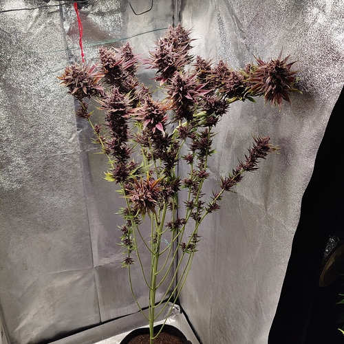 Growreport Bild 1