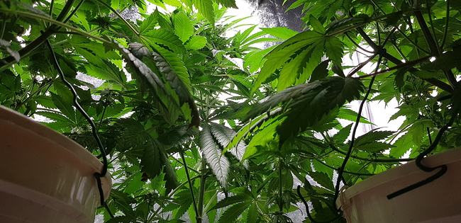 Growreport Bild 8