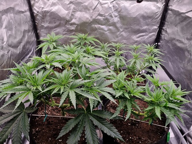 Growreport Bild 20