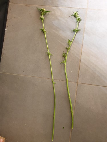 Growreport Bild 3