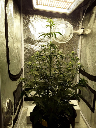 Growreport Bild 3