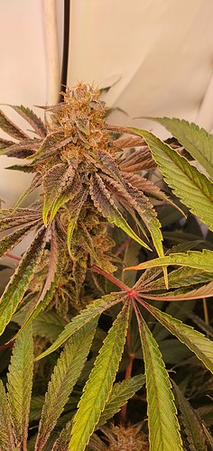 Growreport Bild 18