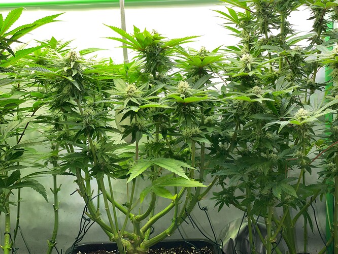 Growreport Bild 2