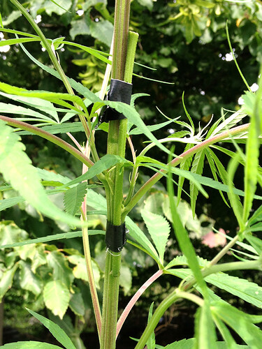 Growreport Bild 15