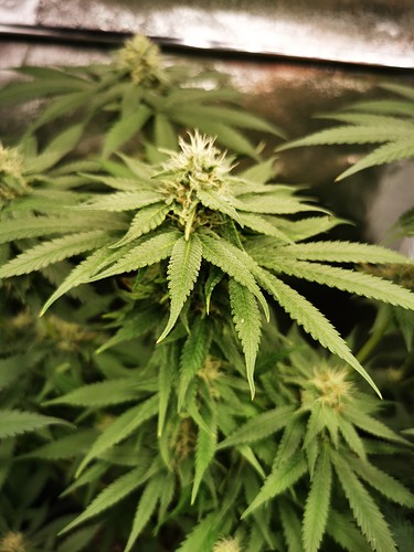 Growreport Bild 3