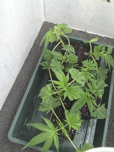 Growreport Bild 9