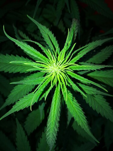 Growreport Bild 2