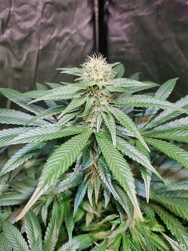 Growreport Bild 42