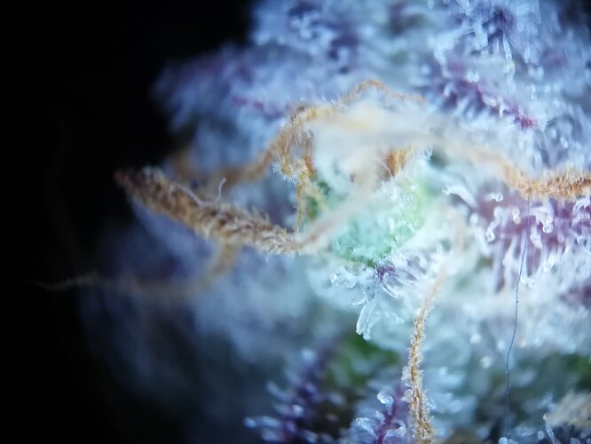 GG#2_240119-9