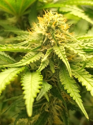 Growreport Bild 25