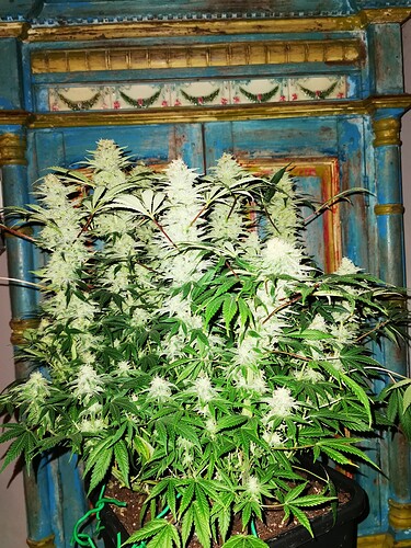 Growreport Bild 4