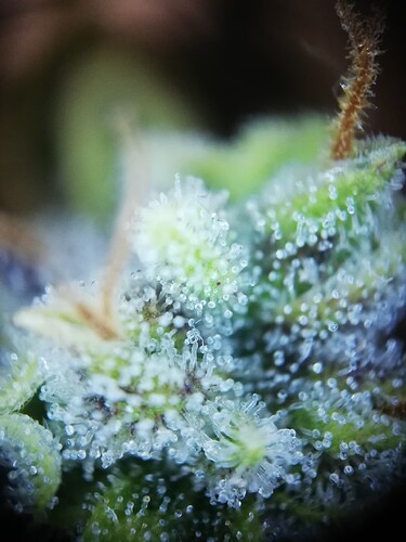 GG#1_240112-6