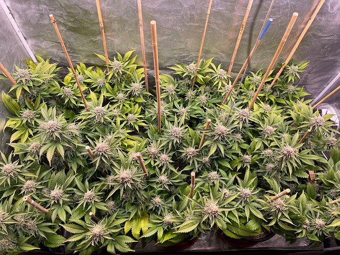 Growreport Bild 5