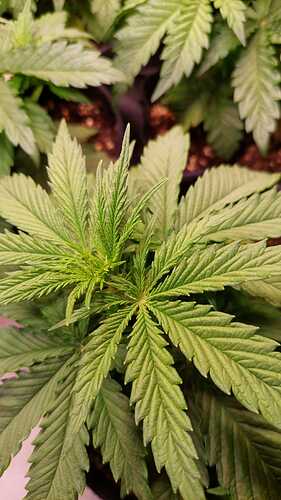 Growreport Bild 8