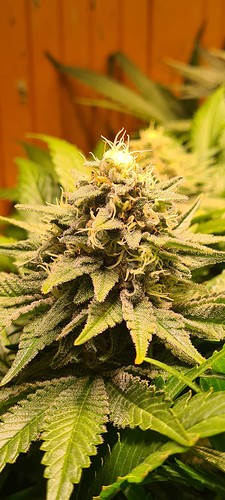Nahaufnahme einer blühenden Cannabispflanze mit Trichomen und einigen purpurfarbenen Blättern.