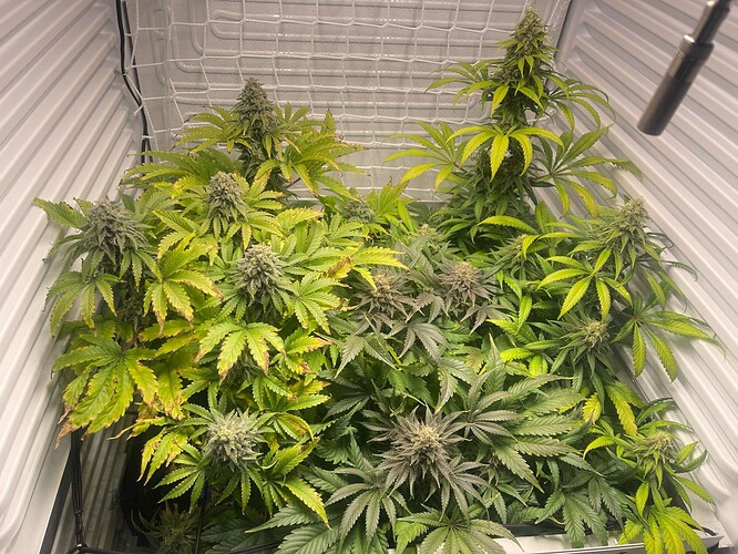 Growreport Bild 32