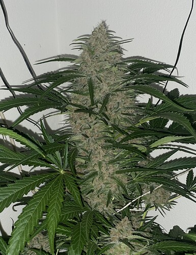 Growreport Bild 5