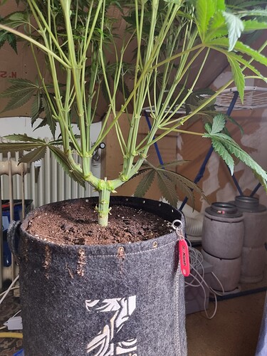 Growreport Bild 52
