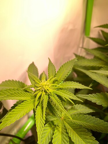 Growreport Bild 4