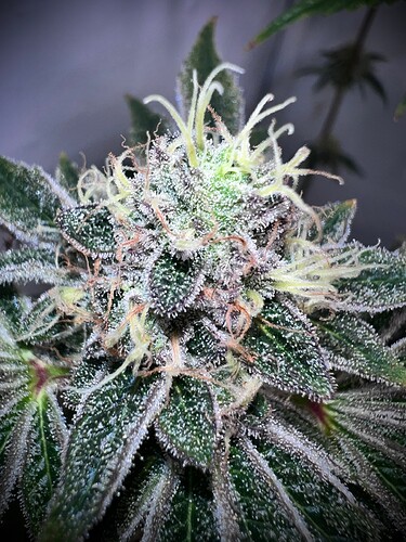 Growreport Bild 10