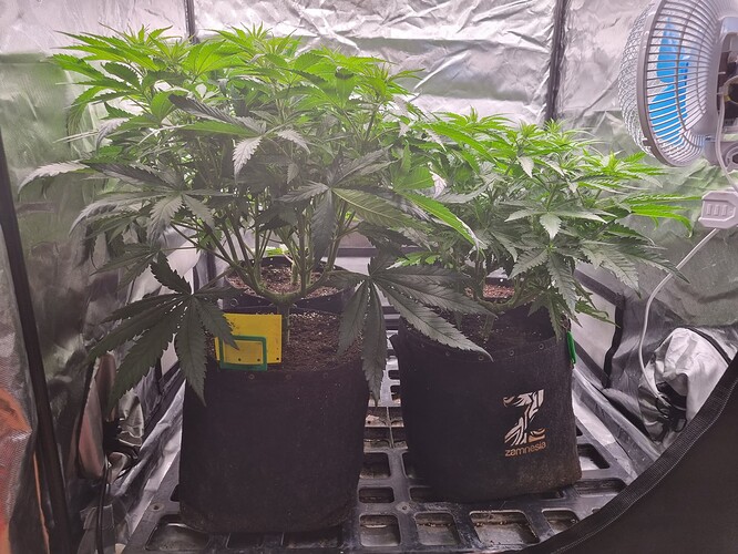 Growreport Bild 32