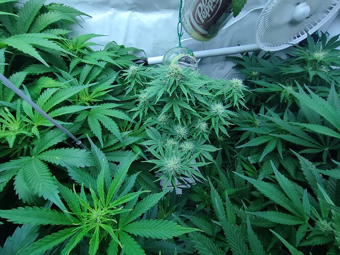 Growreport Bild 27
