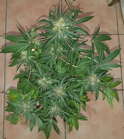 Growreport Bild 5