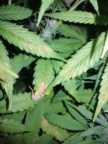 Growreport Bild 7