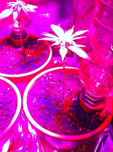 Growreport Bild 29