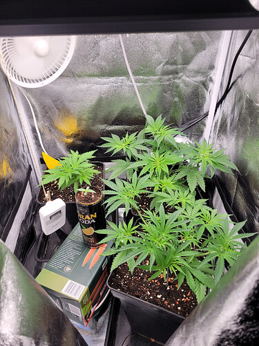 Growreport Bild 20